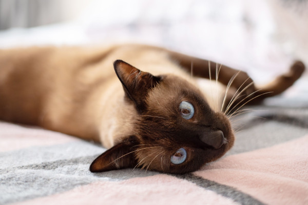 10 Jenis Kucing Paling Setia pada Pemiliknya, Bikin Makin Sayang