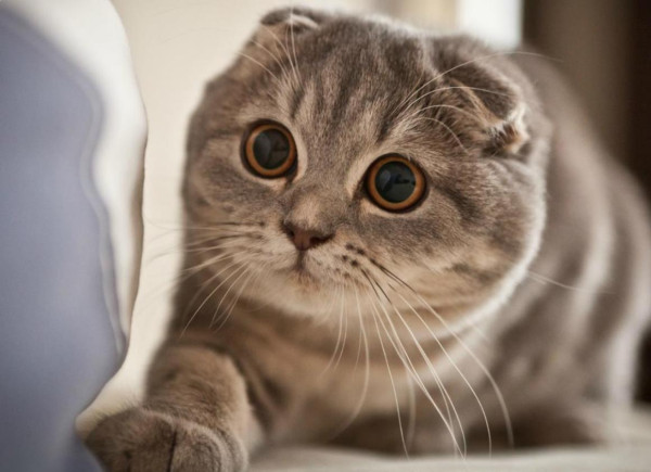 10 Jenis Kucing Paling Setia pada Pemiliknya, Bikin Makin Sayang
