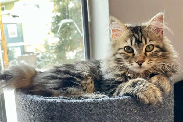 10 Jenis Kucing Paling Setia pada Pemiliknya, Bikin Makin Sayang