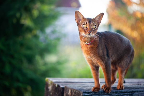 10 Jenis Kucing Paling Setia pada Pemiliknya, Bikin Makin Sayang