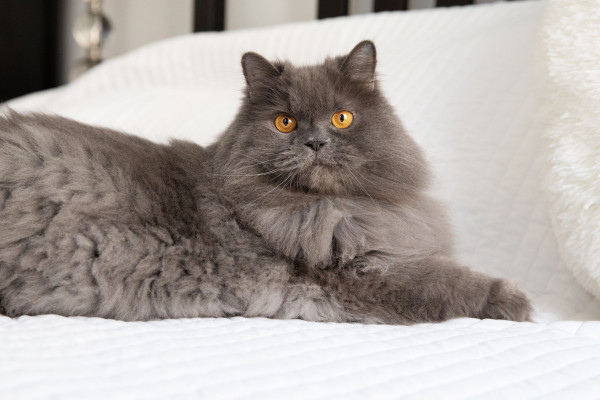 10 Jenis Kucing Paling Setia pada Pemiliknya, Bikin Makin Sayang