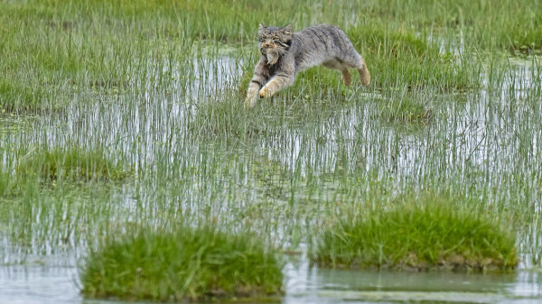 Pallas, Kucing Hantu Langka yang Bikin Geger Dunia Maya