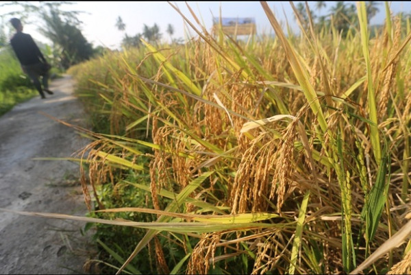 Petani Tanjung Raja Rasakan Manfaat Pupuk Organik dari Bukit Asam