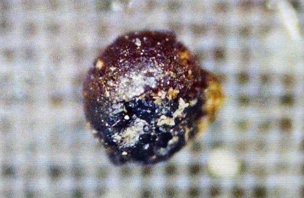 50 Bola Logam Magnet Aneh Ditemukan di Samudra Pasifik, Benarkah Ini Teknologi Alien?
