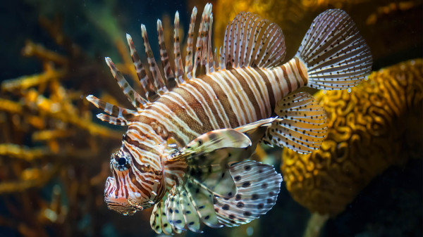 Inilah 5 Ikan yang Paling Mematikan di Dunia