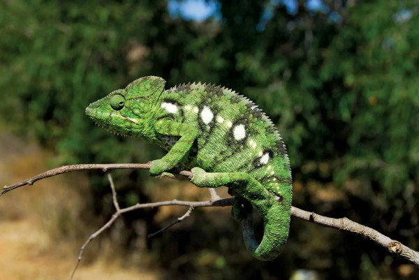 5 Perbedaan Iguana dan Bunglon, Jangan Sampai Keliru!