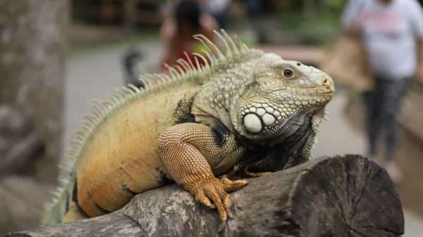 5 Perbedaan Iguana dan Bunglon, Jangan Sampai Keliru!