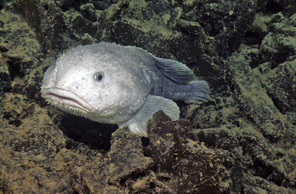 Ini Penyebab Ikan Laut Dalam Kebanyakan Mirip Alien