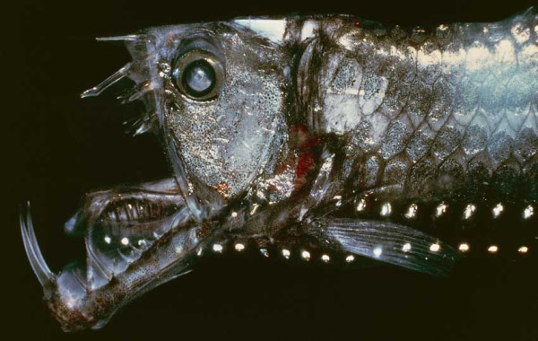 Ini Penyebab Ikan Laut Dalam Kebanyakan Mirip Alien