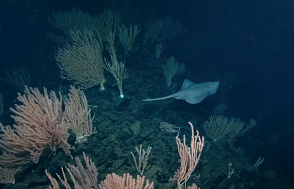 Gunung Berapi Kuno Bawah Laut Ditemukan di Lepas Pantai Kanada, Jadi Habitat Ikan Langka