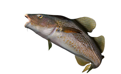 4 Ikan yang Aman Dikonsumsi Penderita Gula Darah Tinggi