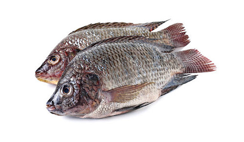 4 Ikan yang Aman Dikonsumsi Penderita Gula Darah Tinggi
