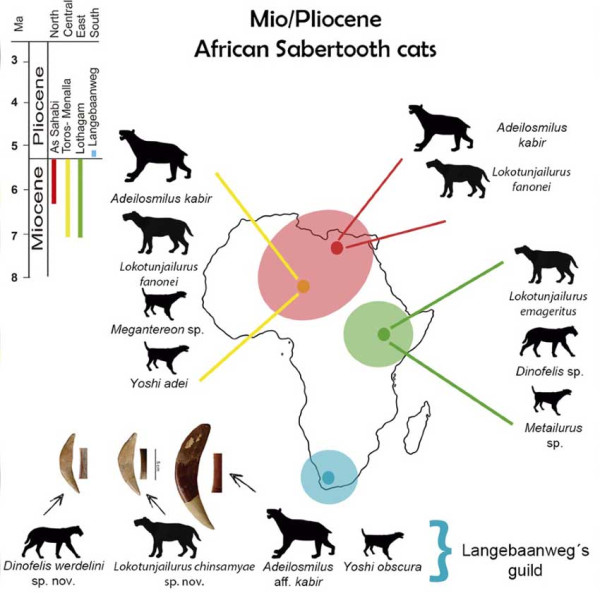 Fosil Berusia 5 Juta Tahun Ungkap 2 Spesies Baru Kucing Bertaring Belati di Afrika Selatan