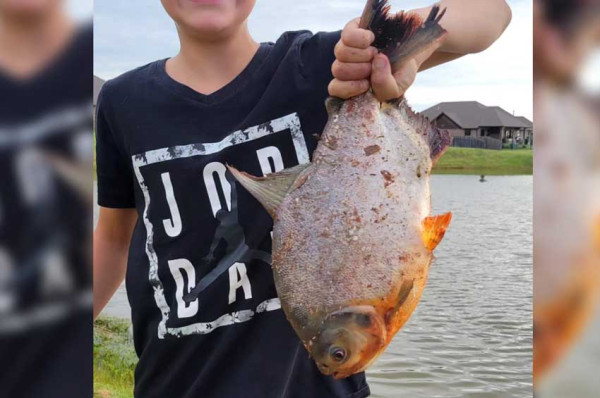Aneh dan Langka, Ikan Piranha Ini Punya Gigi Seperti Manusia