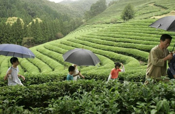 10 Negara Pecinta Seni dan Tradisi Minum Teh, Nomor 6 Paling Banyak Ditiru di Indonesia
