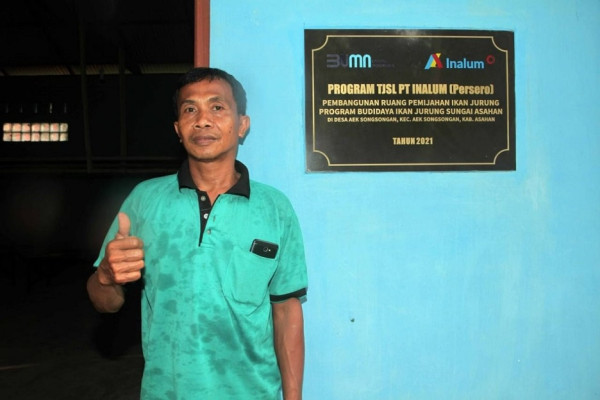 MIND ID lewat Inalum Dorong Budi Daya Ikan Jurung hingga Pasar Global