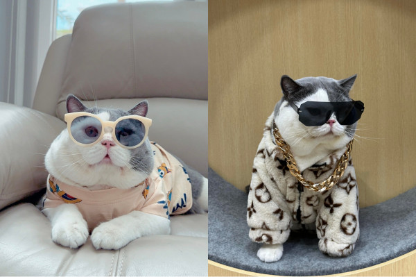 Jangan Mau Kalah dari Kucing Ecan yang Sukses Raup Cuan bersama Shopee Affiliate Program
