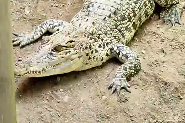 Buaya Muara Buas Memangsa Kucing Akhirnya Dievakuasi BKSDA