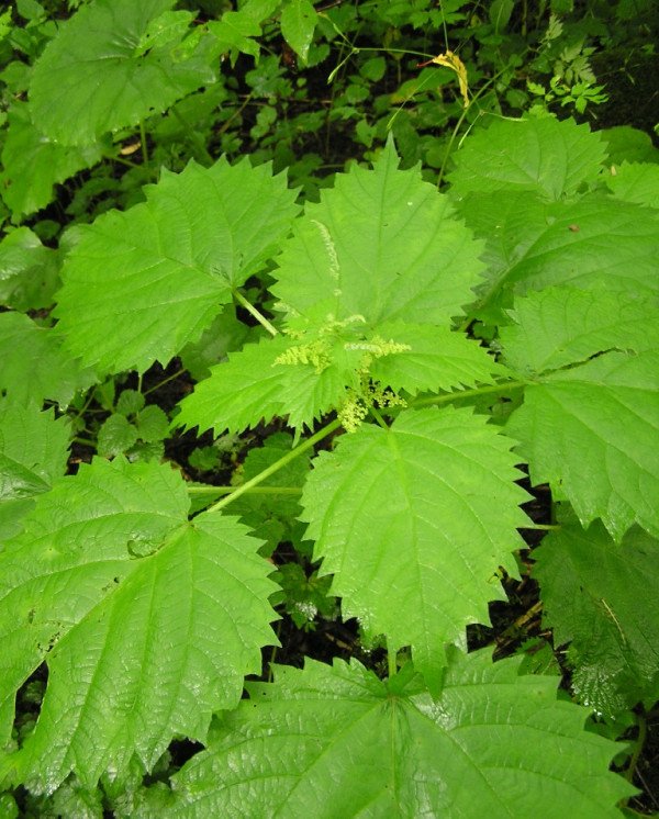 10 Herbal Penurun Asam Urat, Cepat Sembuhkan Nyeri Sendi