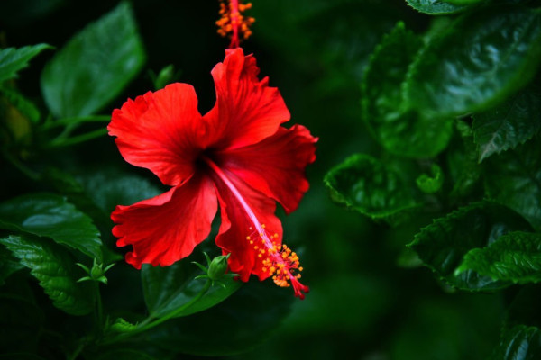 10 Herbal Penurun Asam Urat, Cepat Sembuhkan Nyeri Sendi