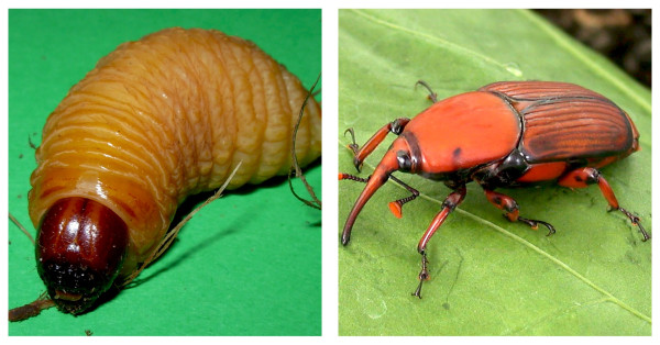 Mengenal Ulat Sagu Papua, Larva Kumbang yang Jadi Kaya Protein