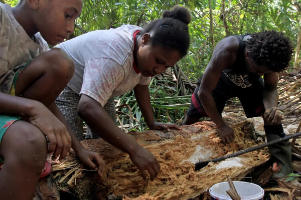 Mengenal Ulat Sagu Papua, Larva Kumbang yang Jadi Kaya Protein
