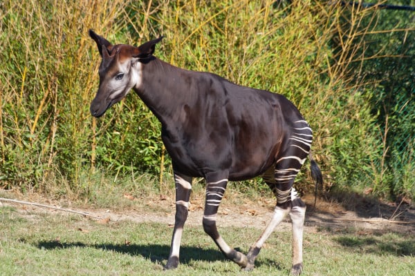 Okapi, Masih Satu Kerabat dengan Jerapah tapi Justru Mirip Zebra