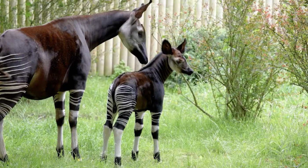 Okapi, Masih Satu Kerabat dengan Jerapah tapi Justru Mirip Zebra