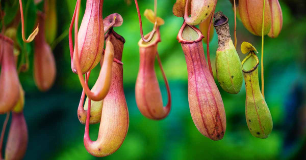 Unik dan Eksotis, 8 Tumbuhan Pemakan Daging Ini Bikin Takjub