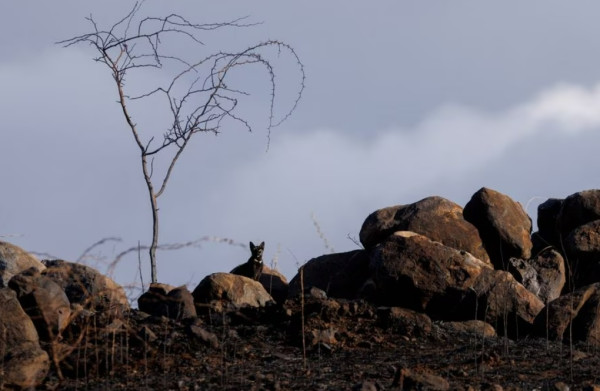 5 Fakta Kebakaran Hutan Maui Hawaii, Bencana Paling Mematikan di Amerika Serikat