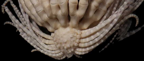 Spesies Laut Langka Ditemukan di Antartika, Punya 20 Lengan Aneh Seperti Alien