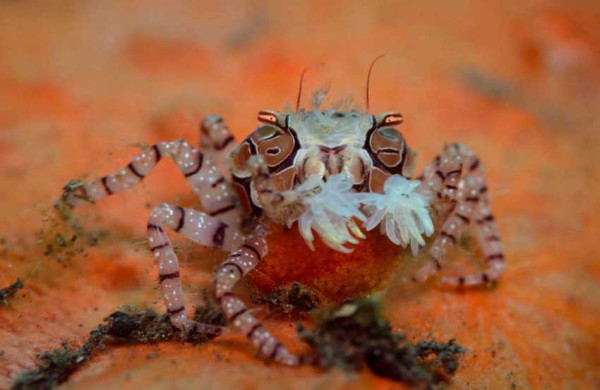 Keunikan Kepiting Boxer, Gunakan Anemon Berbisa Sebagai Sarung Tinju