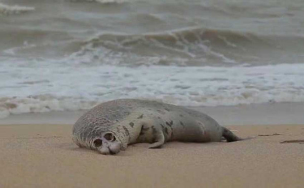 Misteri Kematian Massal 300 Anjing Laut dan Singa Laut di Siberia Belum Terungkap