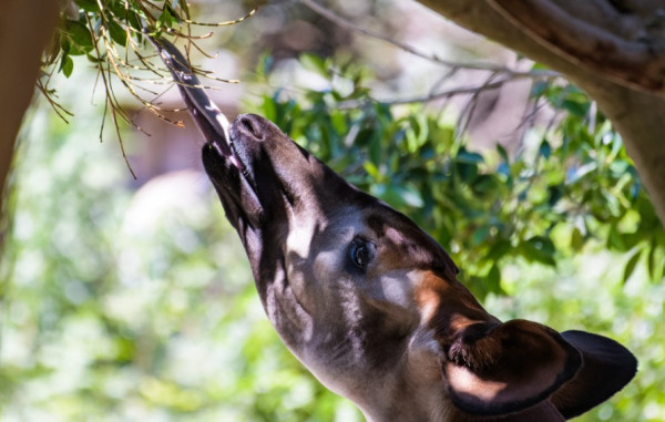 7 Fakta Menarik Okapi, Unicorn Afrika yang Jarang Diketahui