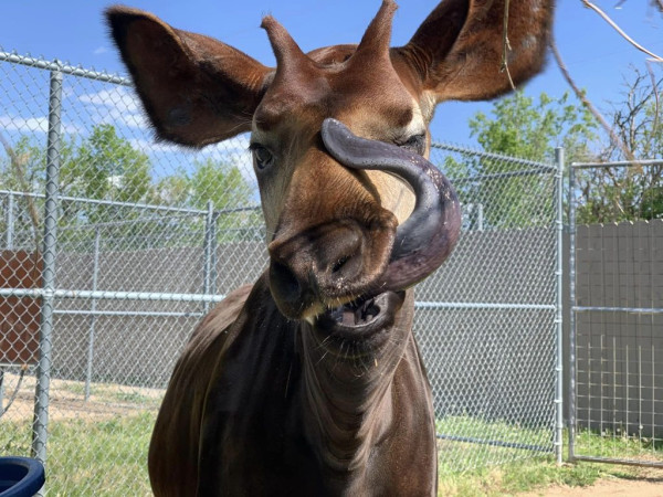 7 Fakta Menarik Okapi, Unicorn Afrika yang Jarang Diketahui