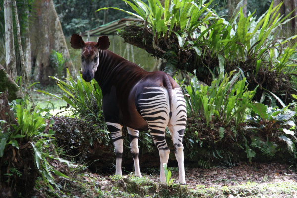 7 Fakta Menarik Okapi, Unicorn Afrika yang Jarang Diketahui