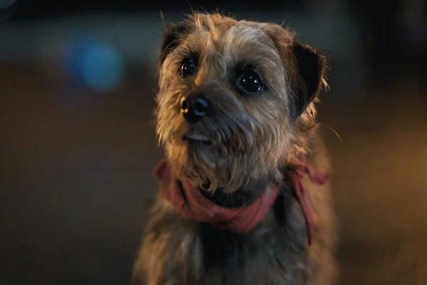 Review Film Strays: Tontonan Kocak Khusus Orang Dewasa