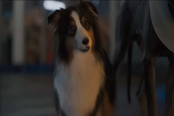 Sinopsis dan Daftar Lengkap 5 Karakter Utama Film Strays