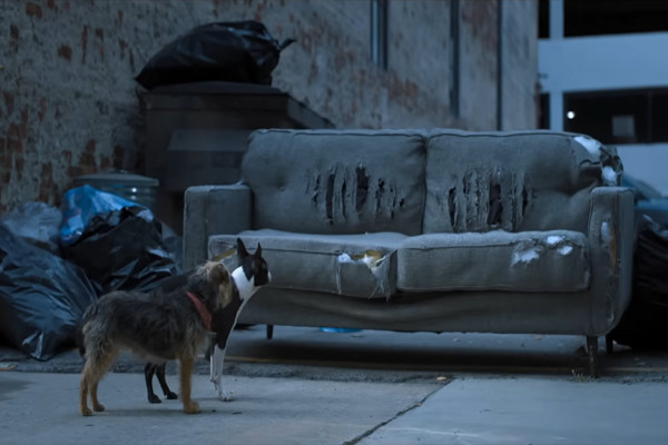 Sinopsis dan Daftar Lengkap 5 Karakter Utama Film Strays