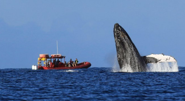 15 Fakta Unik tentang Maui, Surga Dunia di Hawaii yang Hancur karena Kebakaran Hutan