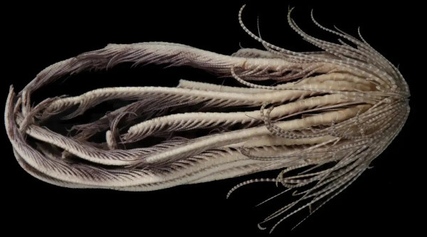 Misteri Makhluk Laut Mirip Film Alien Facehugger dengan 20 Lengan Akhirnya Terkuak