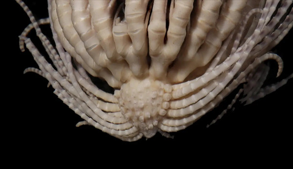 Misteri Makhluk Laut Mirip Film Alien Facehugger dengan 20 Lengan Akhirnya Terkuak