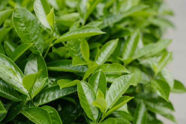 5 Daun yang Menurunkan Gula Darah dengan Cepat, Bantu Kelola Diabetes