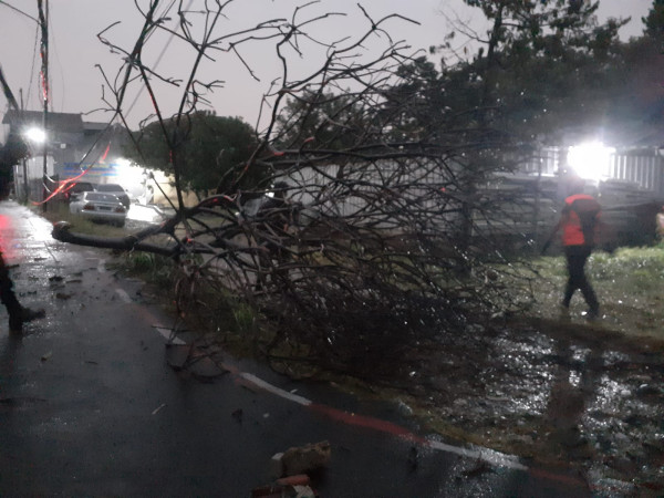 Hujan Deras Disertai Angin Kencang, 2 Pohon di Kota Bogor Tumbang