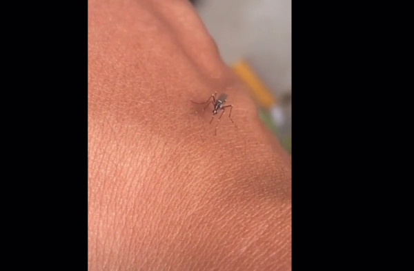 Viral Nyamuk Frustasi Gagal Hisap Darah Manusia Karena Mulut Tumpul, Begini Penjelasannya!