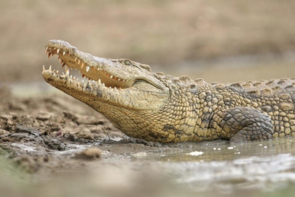 5 Hewan dengan Kulit Terkeras di Dunia, Nomor 5 Hidup di Sungai Nil