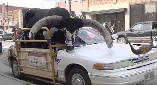 Di Luar Nalar, Pria Ini Ditilang karena Nekat Bawa Banteng Raksasa di Mobil Sedan