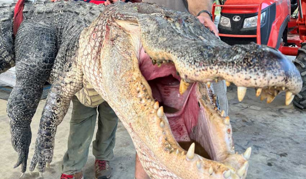Aligator Mississippi Terbesar Ditangkap, Berat 364 Kg dan Panjang 4,3 Meter