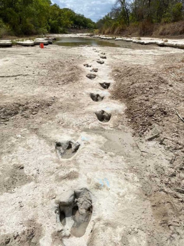 Jejak Dinosaurus Terpanjang di Dunia Muncul di Taman Nasional Texas