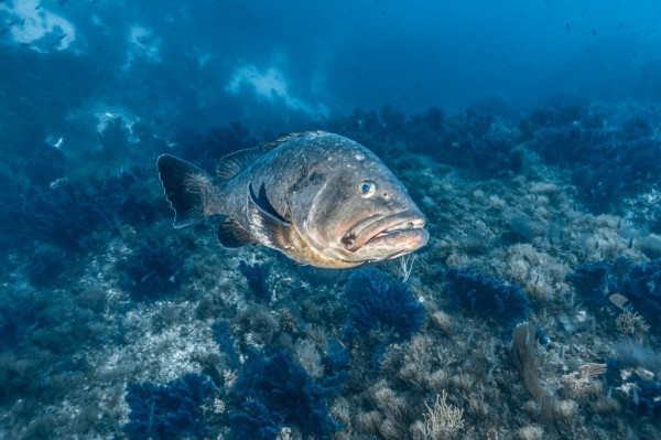 10 Ikan yang Tidak Boleh Dikonsumsi Sembarangan, Bikin Otak dan Saraf Rusak